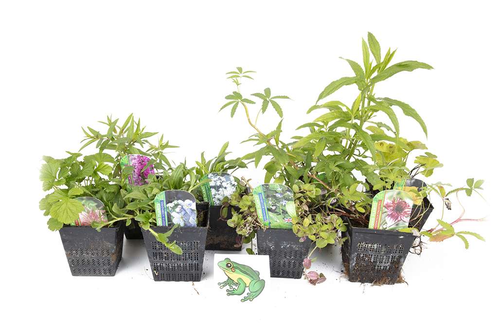 Lincolnshire Pond Plants Frog Marginal 8 Pack Potted - FF802