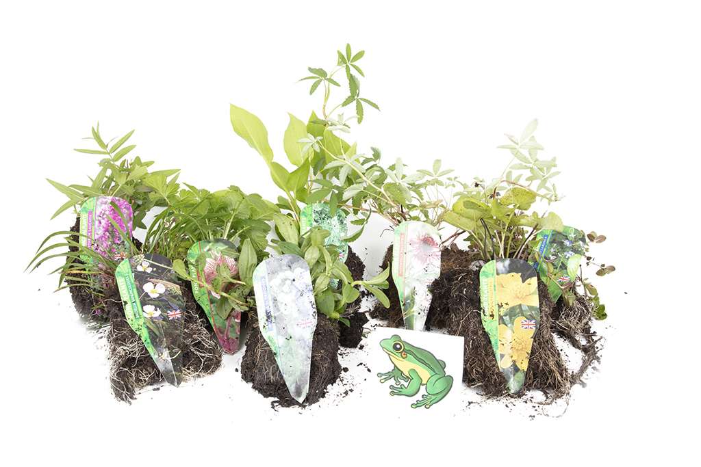 Lincolnshire Pond Plants Frog Marginal 8 Pack - FF801