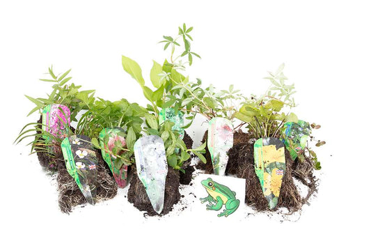 Lincolnshire Pond Plants Frog Marginal 8 Pack - FF801