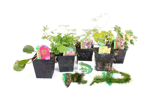Lincolnshire Pond Plants Frog Pack potted - FFPL02