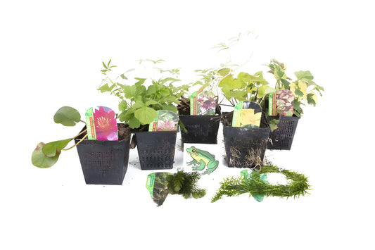 Lincolnshire Pond Plants Frog Pack potted - FFPL02