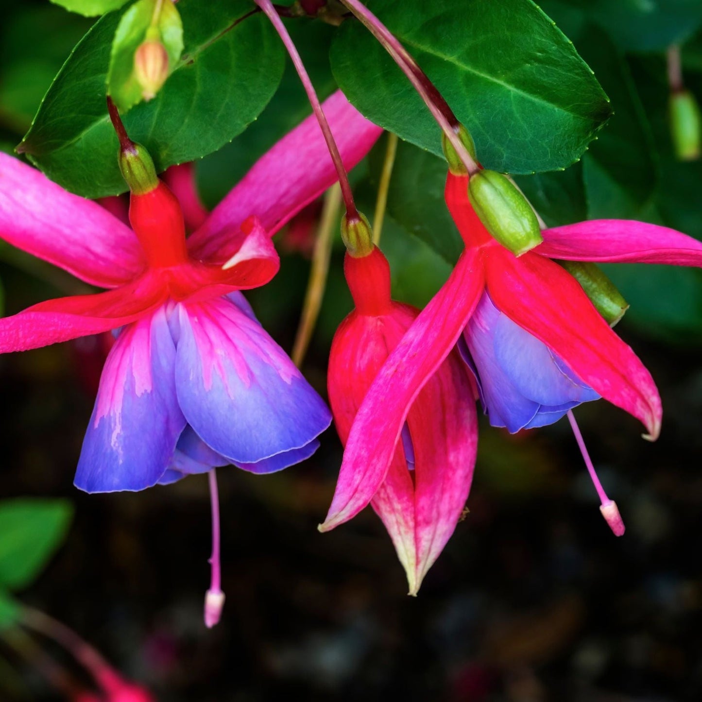 Our Choice of 2L Hardy Fuchsia