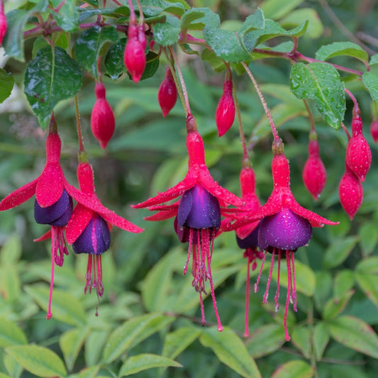 Hardy Fuchsia 'Tom Thumb' 9cm / 2L