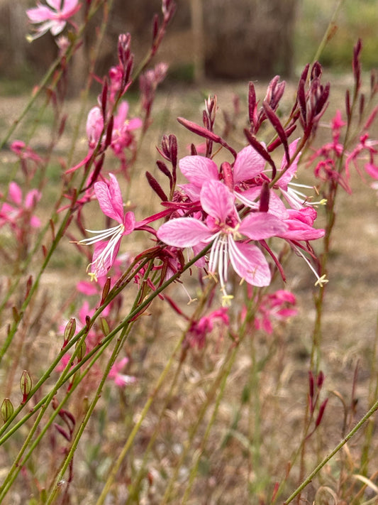 Gaura 'Pink Bouquet'