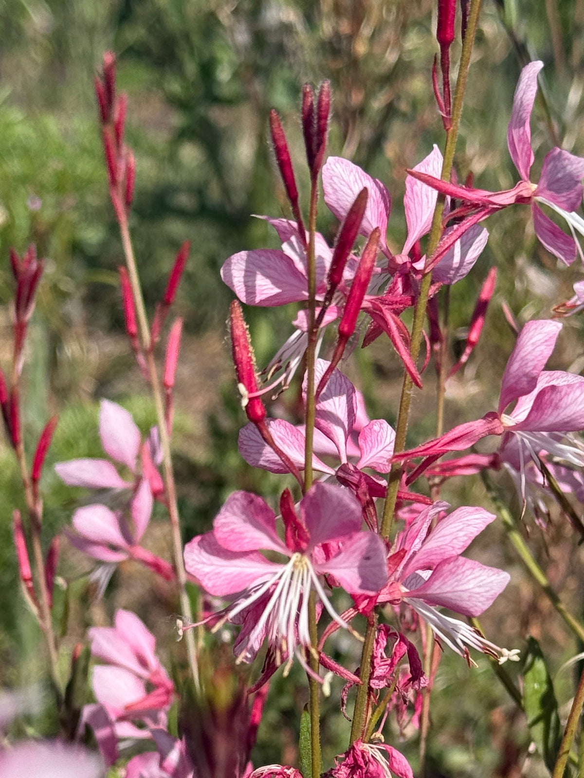 Gaura 'Pink Bouquet'