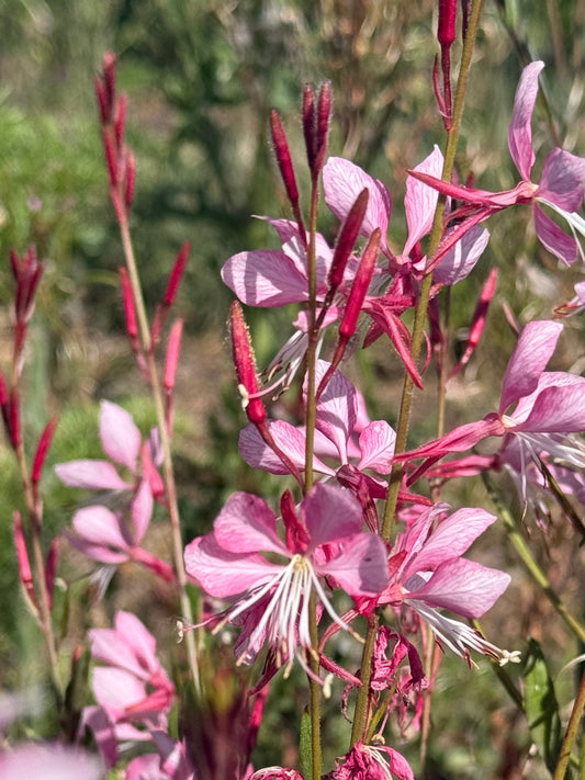Gaura 'Pink Bouquet'