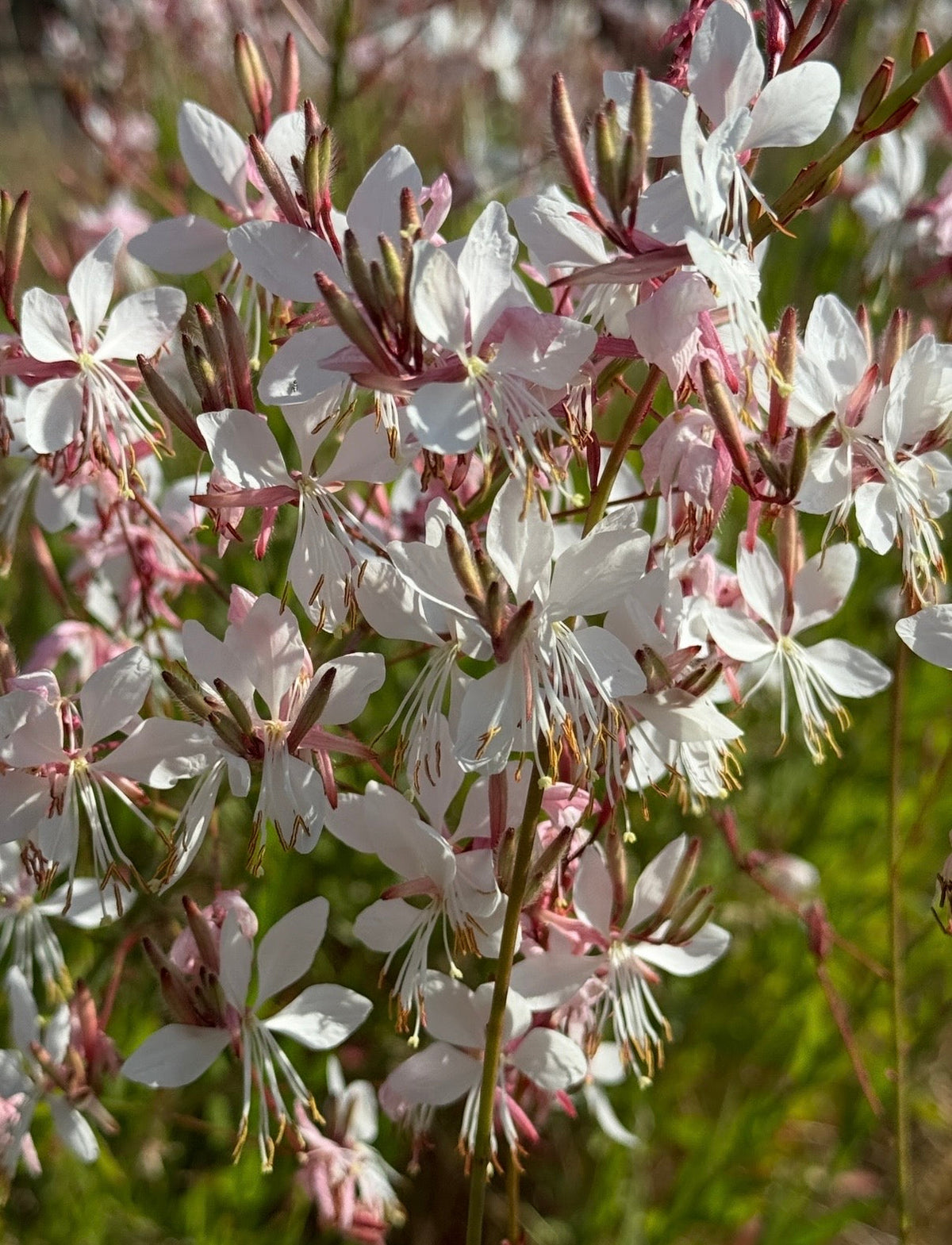 Gaura 'The Bride'