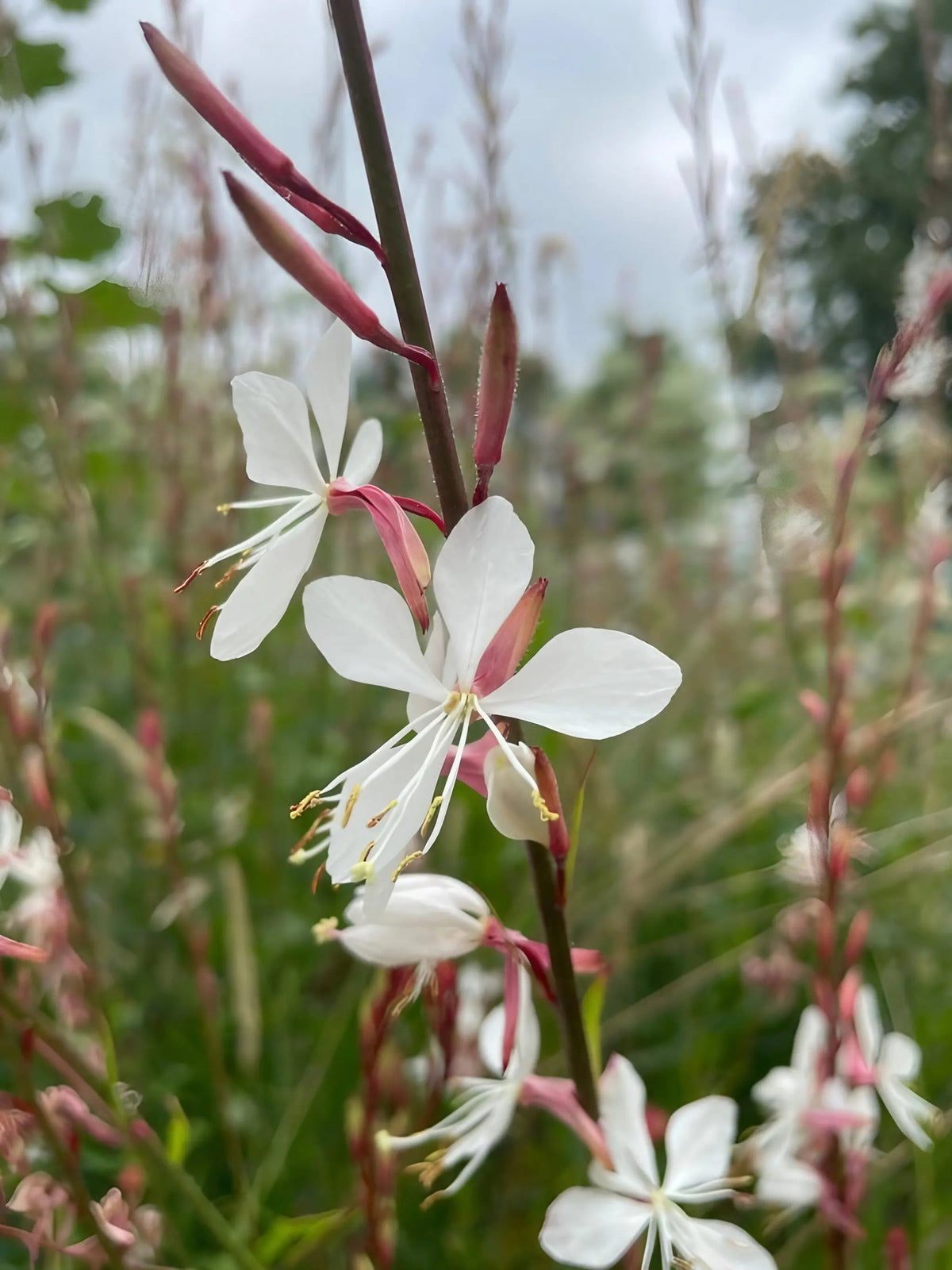 Gaura 'The Bride'