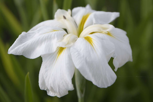 Iris ensata 'Goldbound' - Marginal Pond Plants - BP062