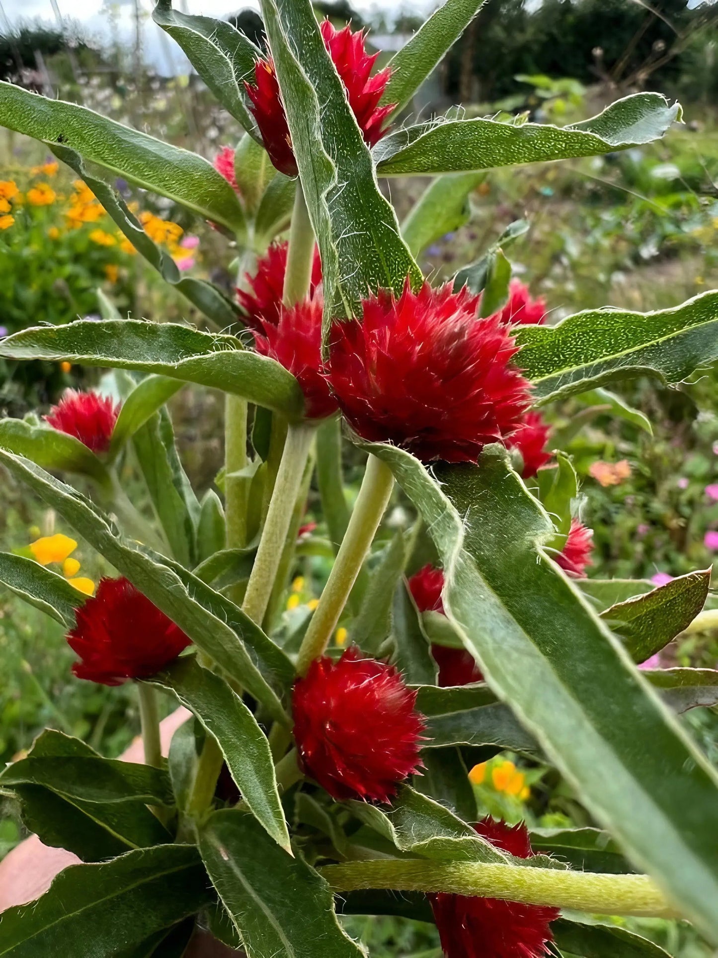 Gomphrena Strawberry Fields
