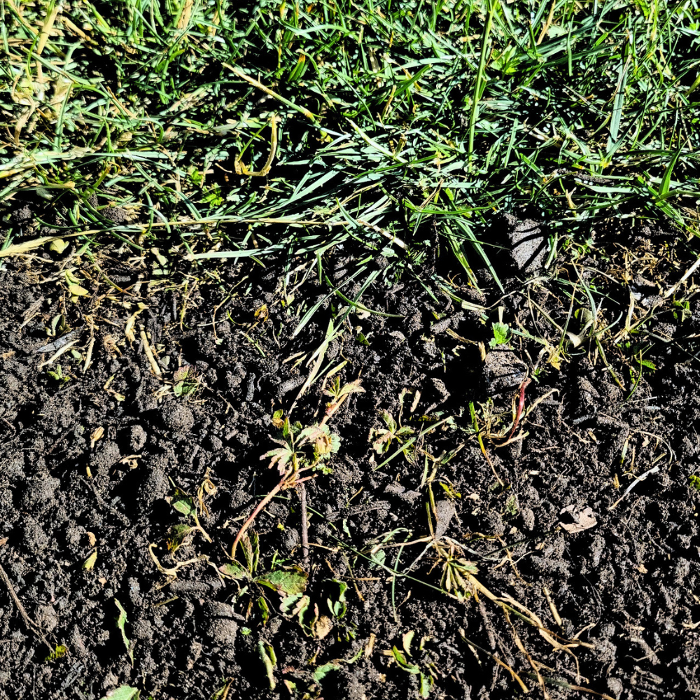 Green Again™ Lawn Reviver