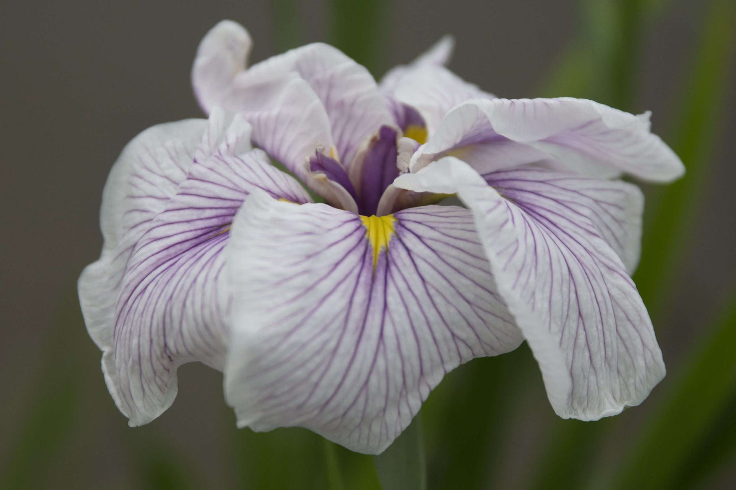 Iris ensata 'Greywoods Catrina' - Marginal Pond Plants - BP061
