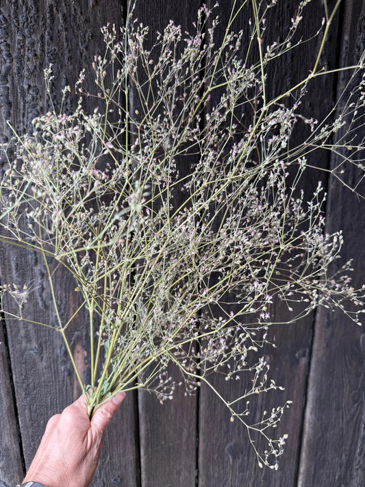 Gypsophila Pink Dried