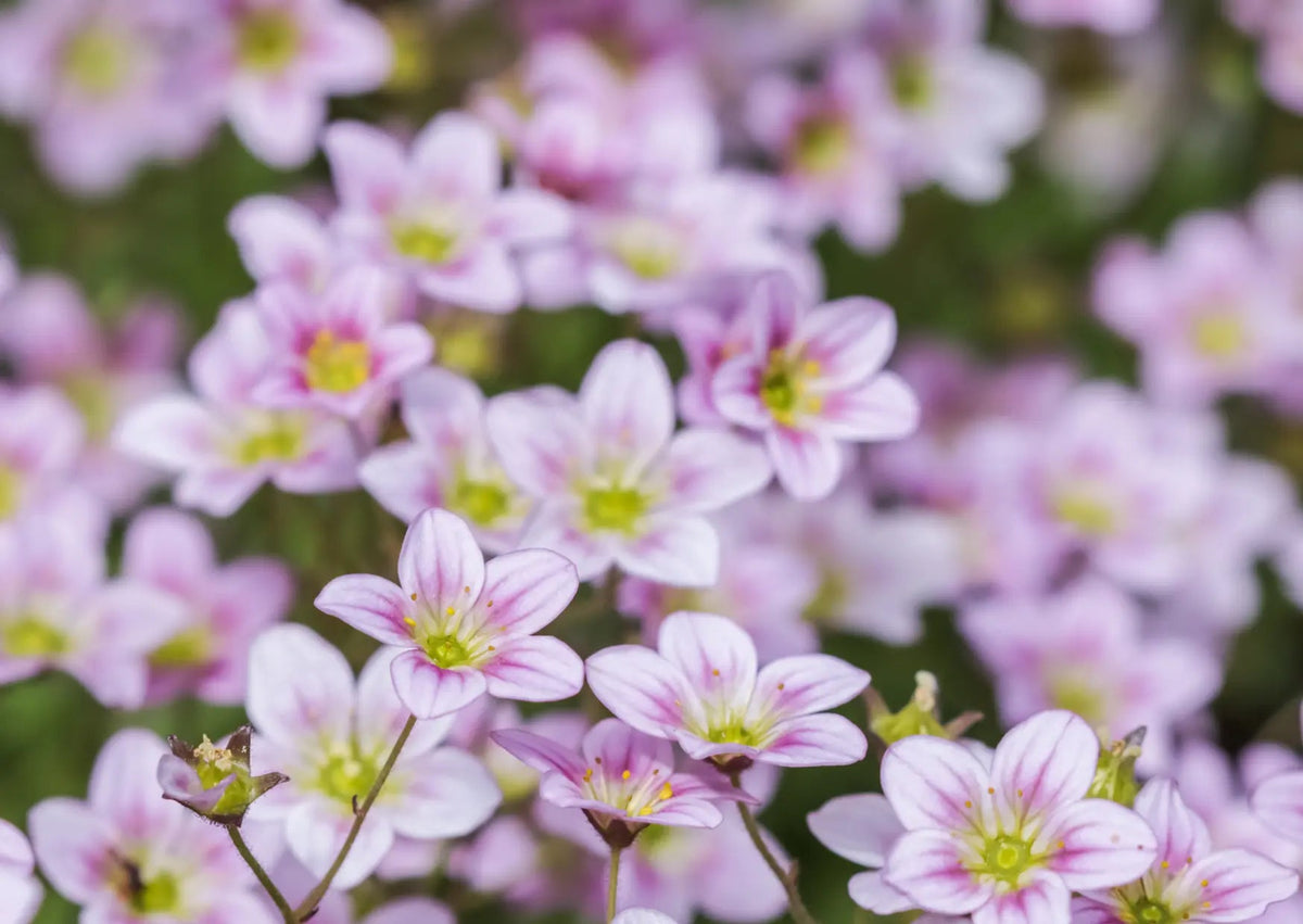 Gypsophila Rosea