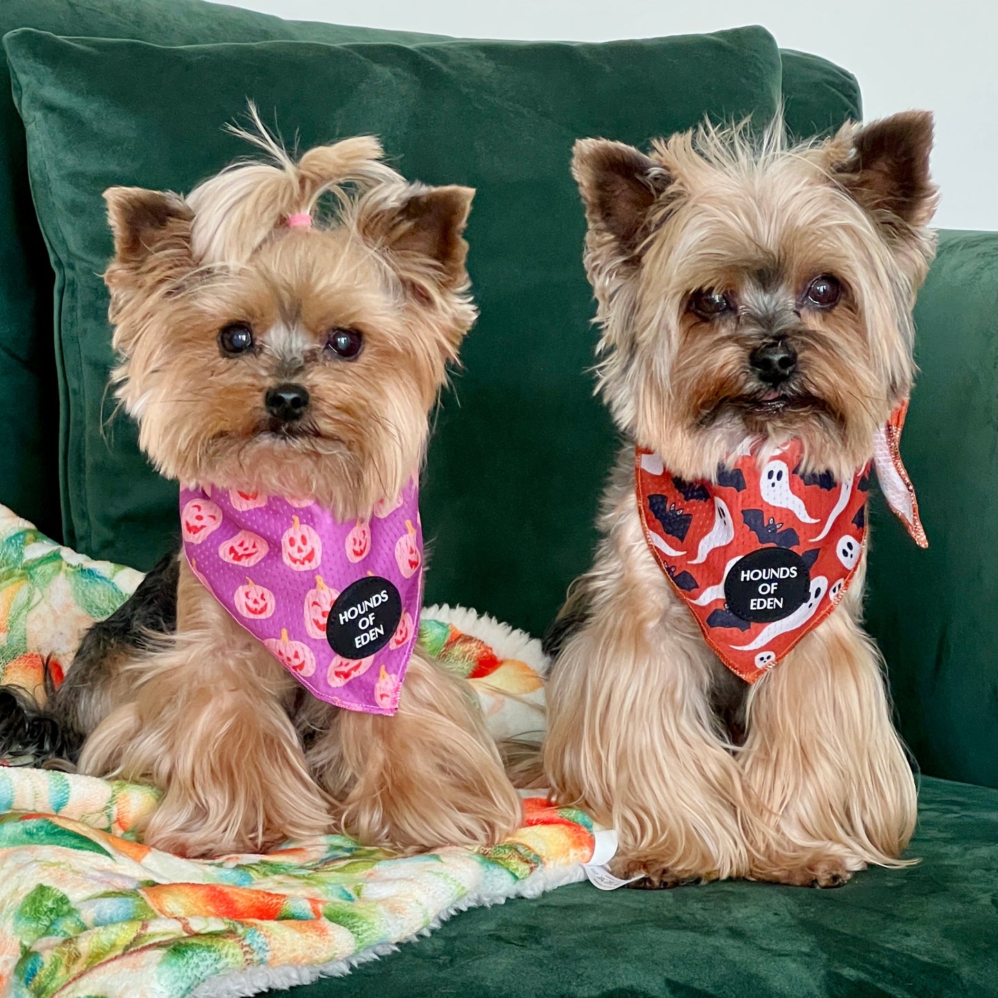 Orange Bats + Ghosts Halloween Dog Bandana 👻