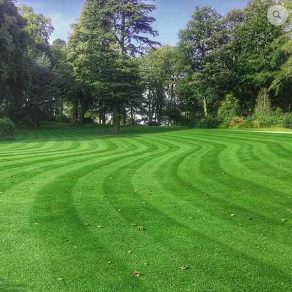 Hardwearing Grass Seed