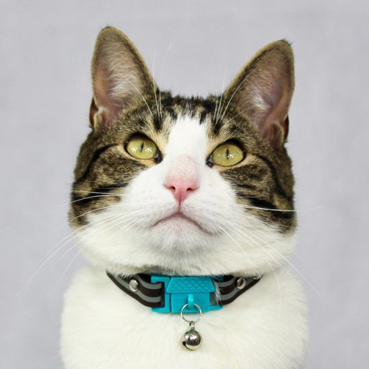 KITTYRAMA HAVANA CAT COLLAR - Quick Release, Breakaway, Hypoallergenic
