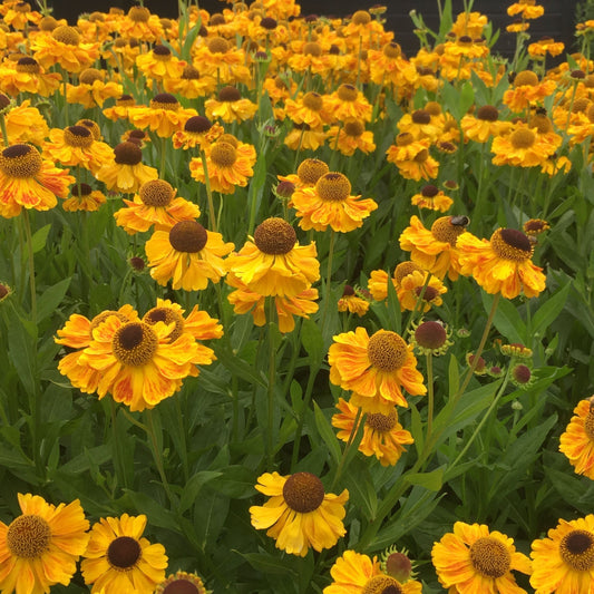 Helenium hybrida 'Little Orange' (Young Perennial)