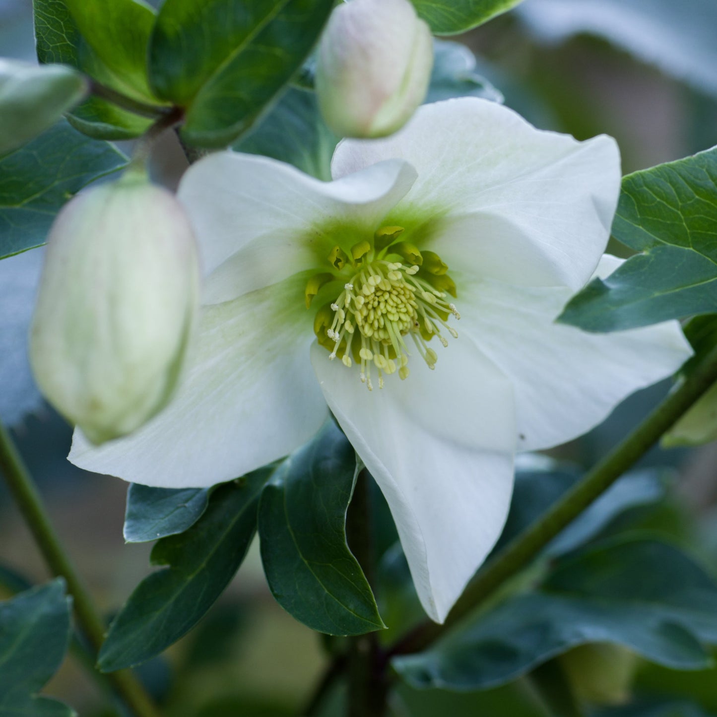 Helleborus nyger 'Christmas Carol' | Christmas Rose | Hellebore | 9cm-2L Available