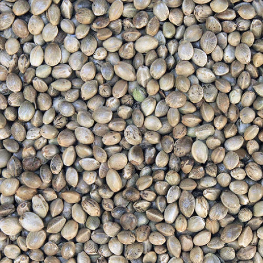 Organic Hemp Seeds