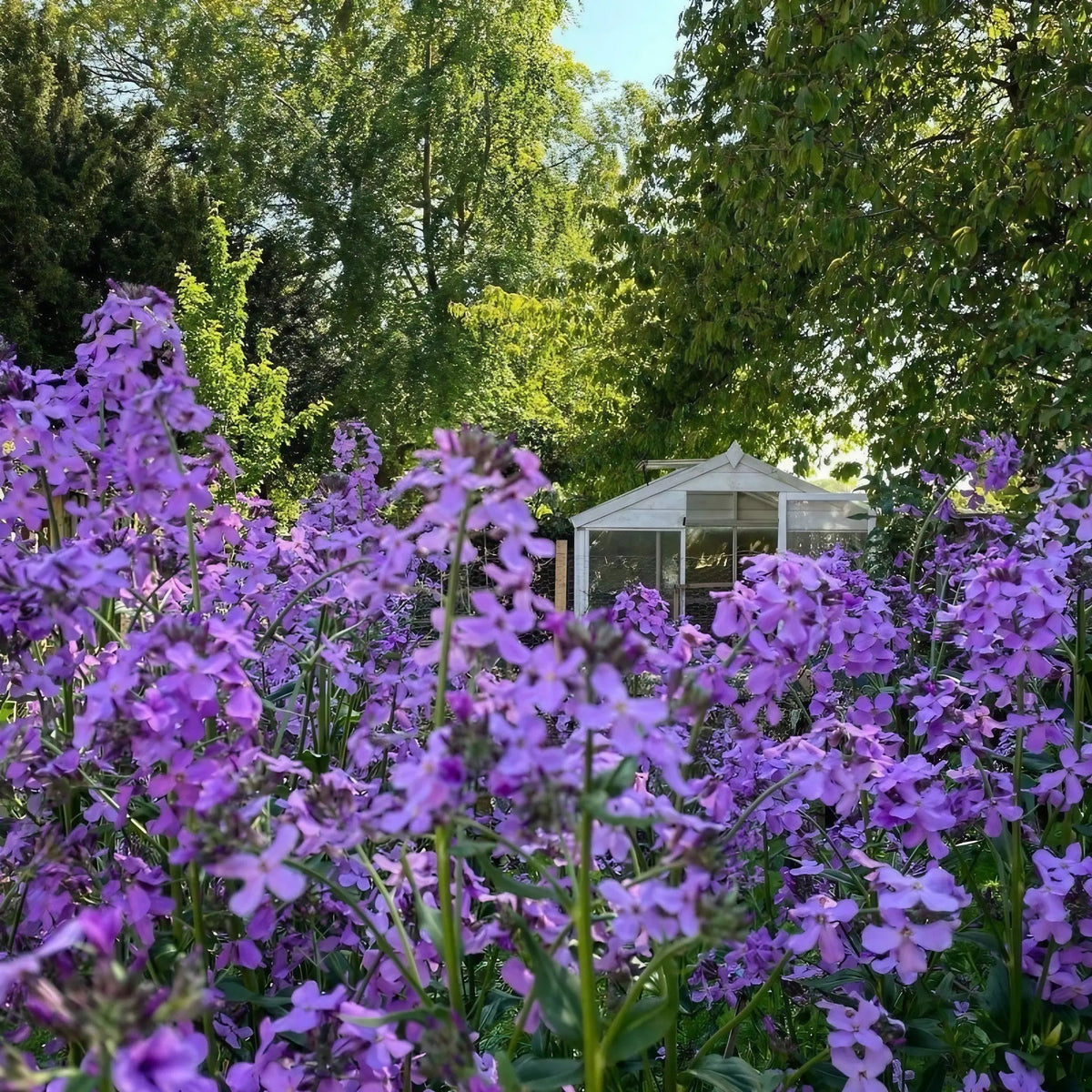 Hesperis Purple (Sweet Rocket)