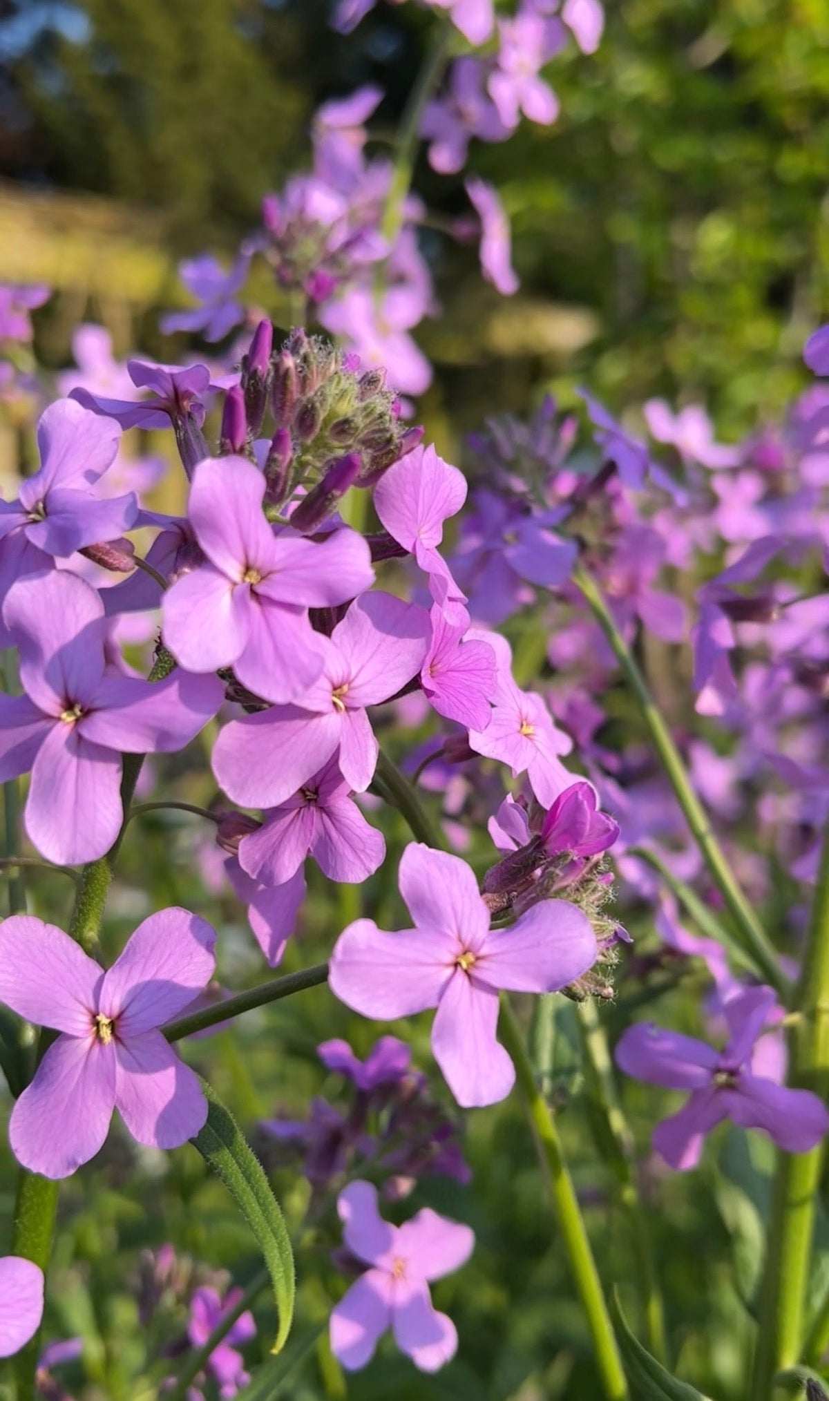 Hesperis Purple (Sweet Rocket)
