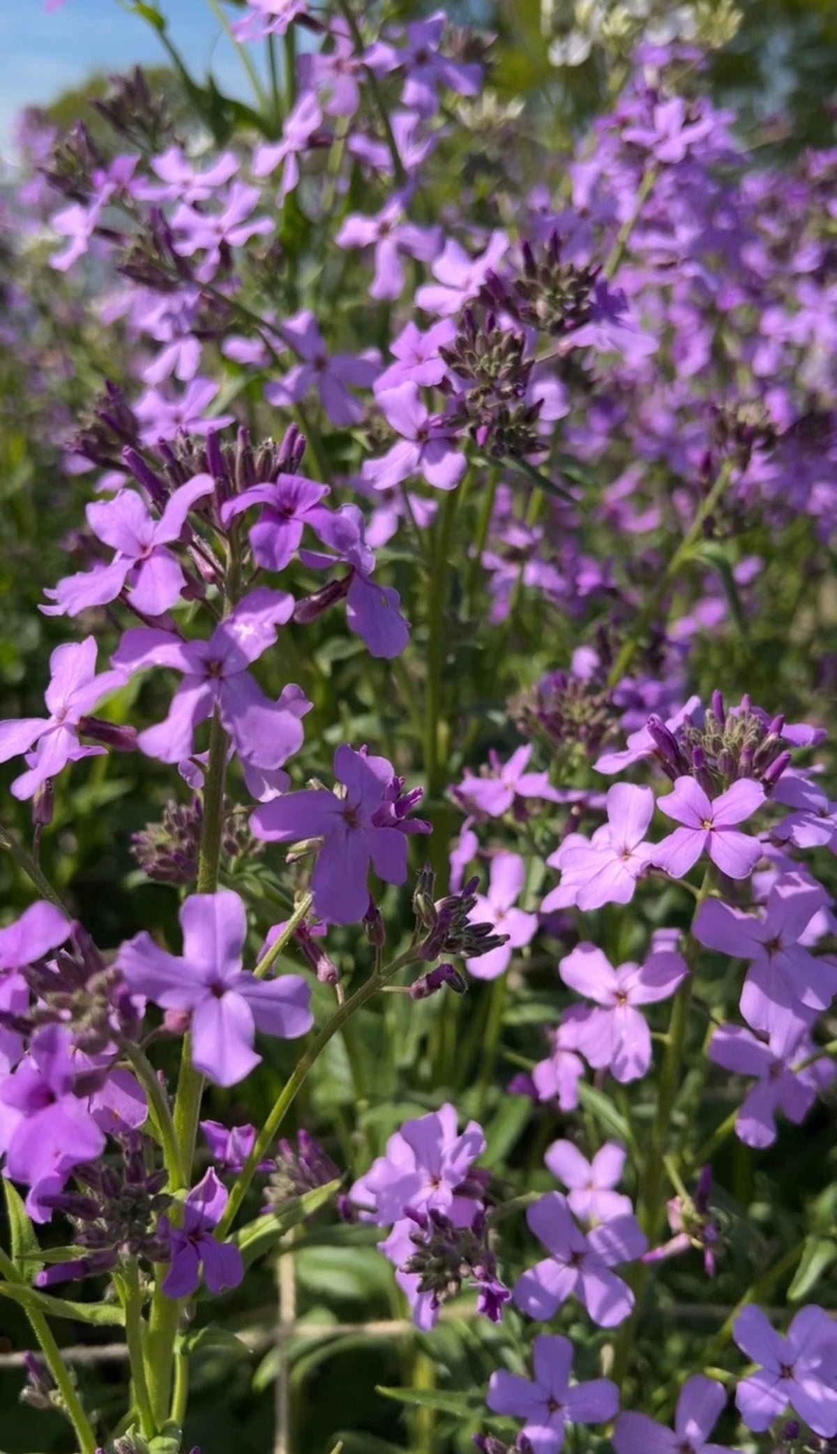 Hesperis Purple (Sweet Rocket)