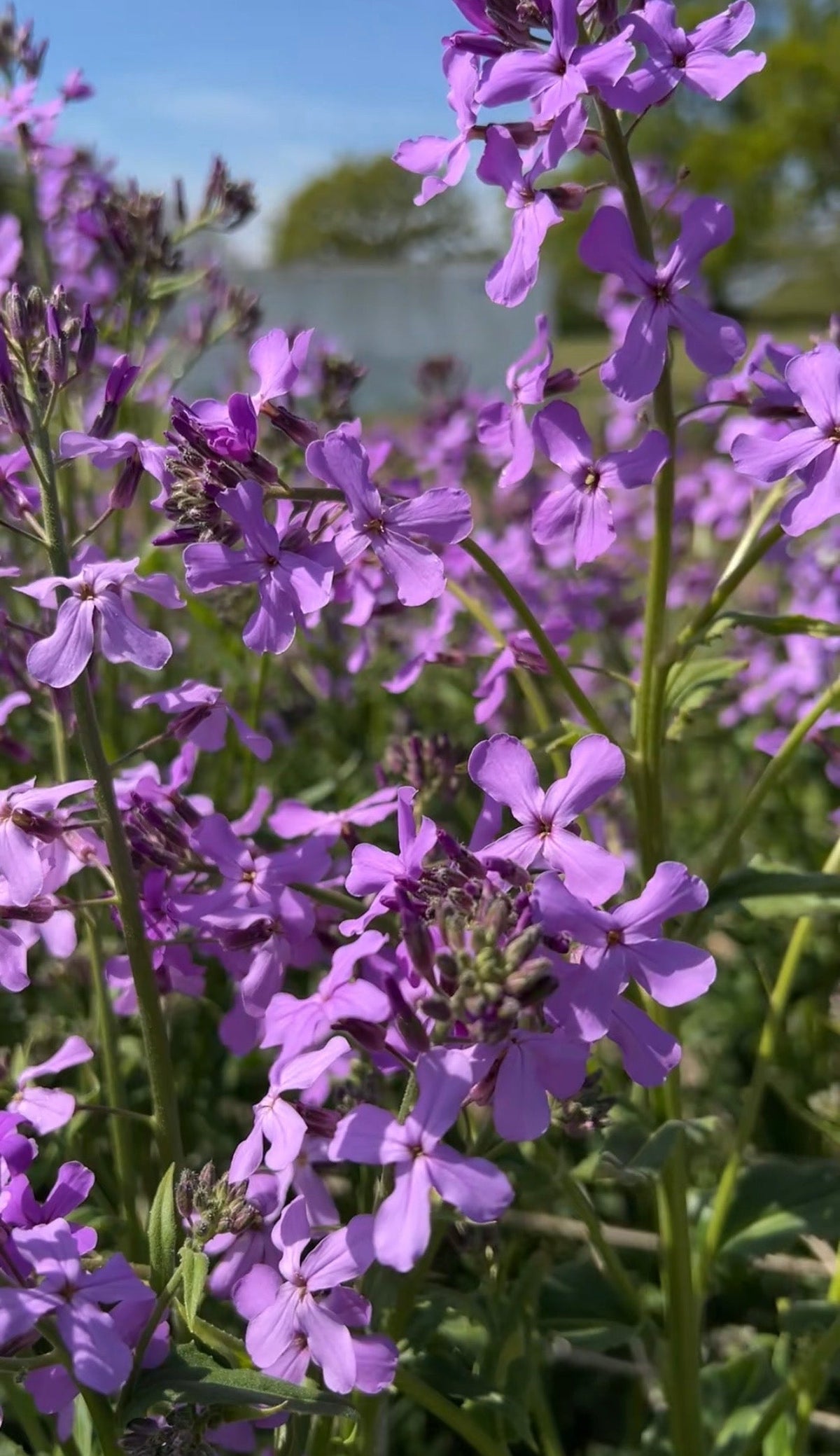 Hesperis Purple (Sweet Rocket)