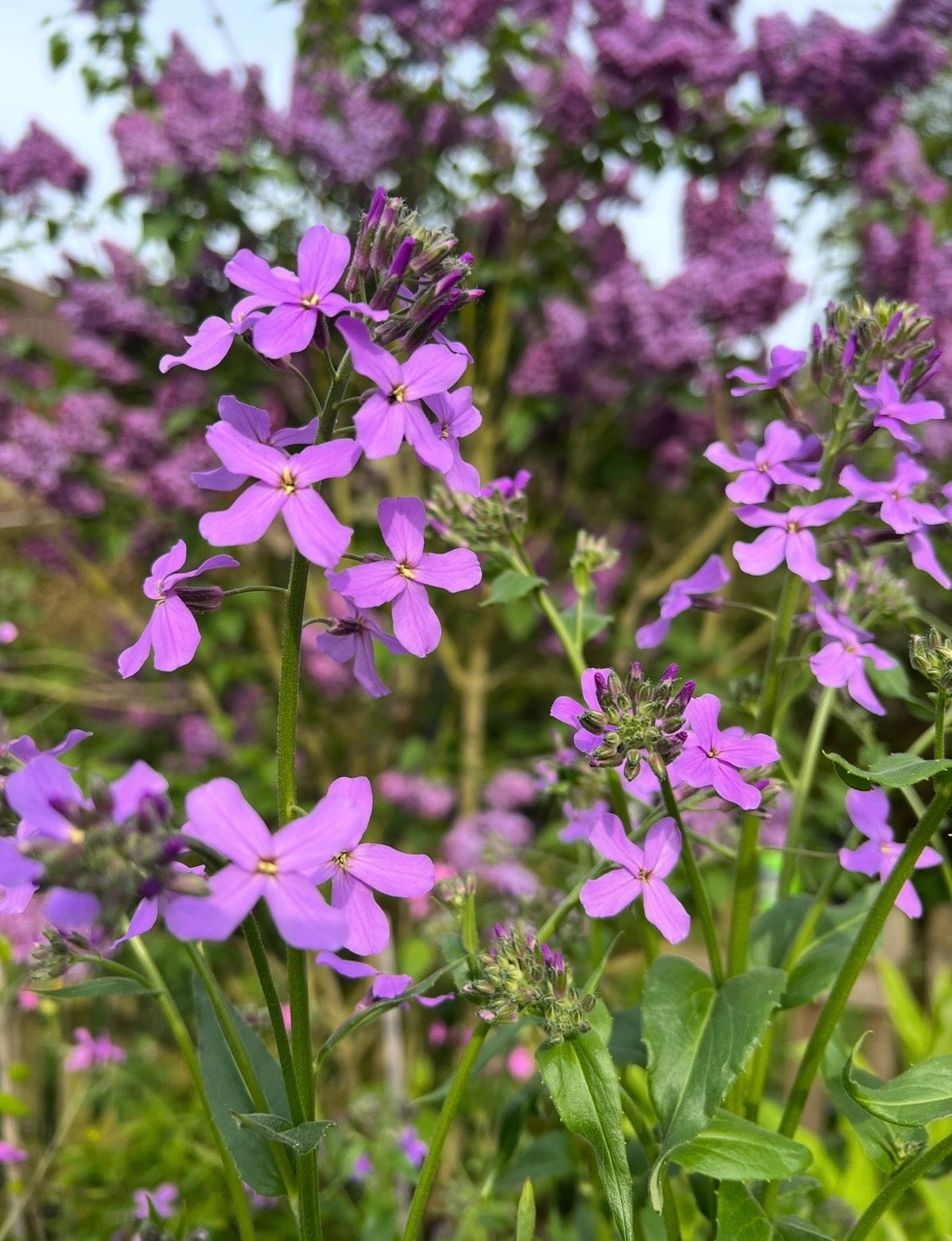 Hesperis Purple (Sweet Rocket)