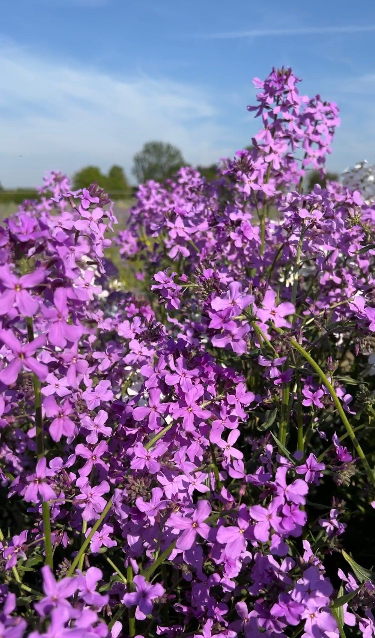 Hesperis Purple (Sweet Rocket)