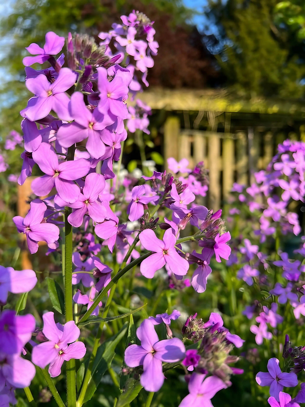 Hesperis Purple (Sweet Rocket)