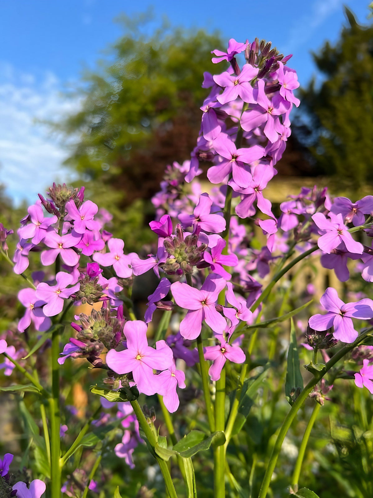 Hesperis Purple (Sweet Rocket)