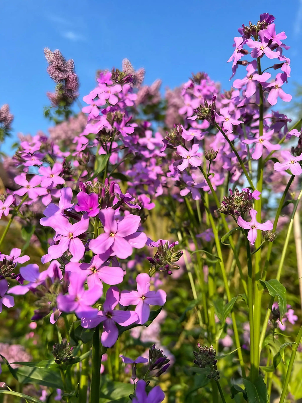 Hesperis Purple (Sweet Rocket)
