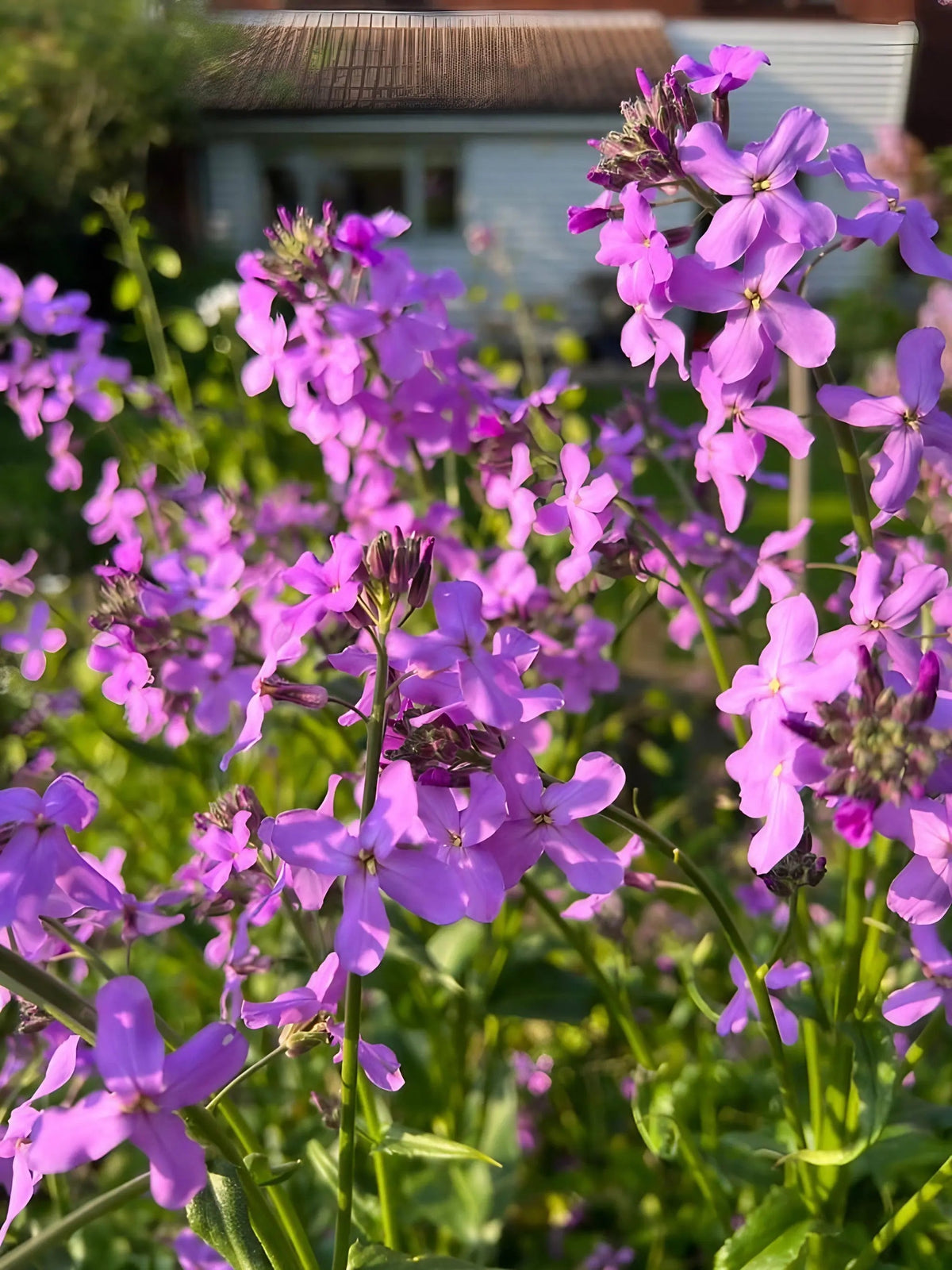 Hesperis Purple (Sweet Rocket)