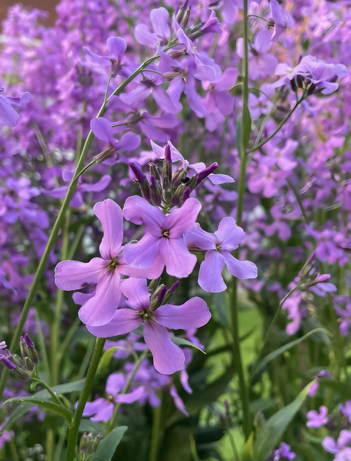 Hesperis Purple (Sweet Rocket)