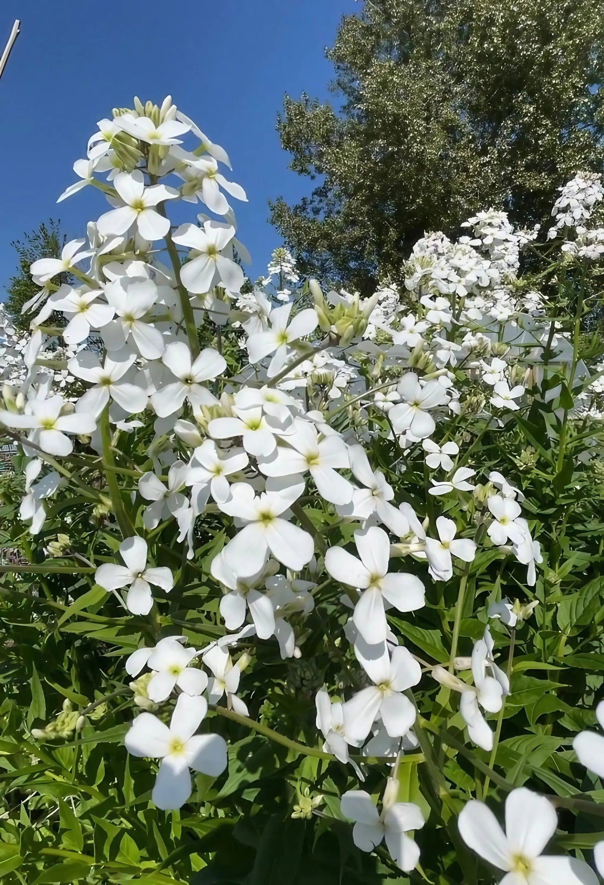 Hesperis White (Sweet Rocket)