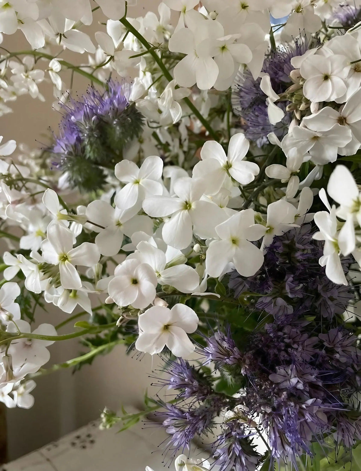 Hesperis White (Sweet Rocket)