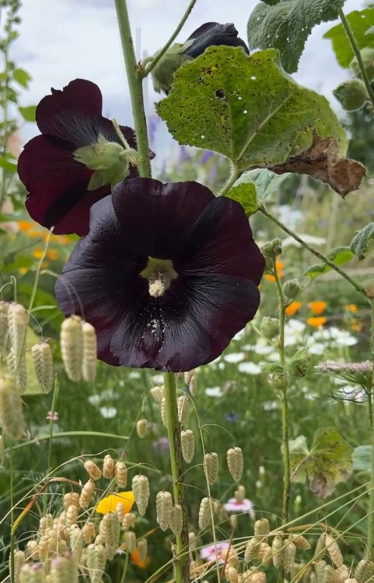 Hollyhock Nigra
