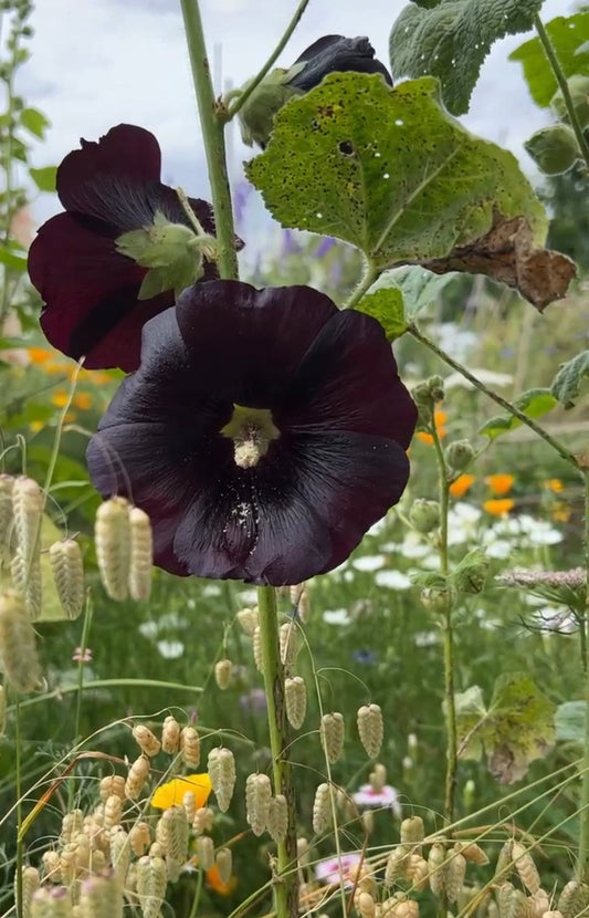 Hollyhock Nigra