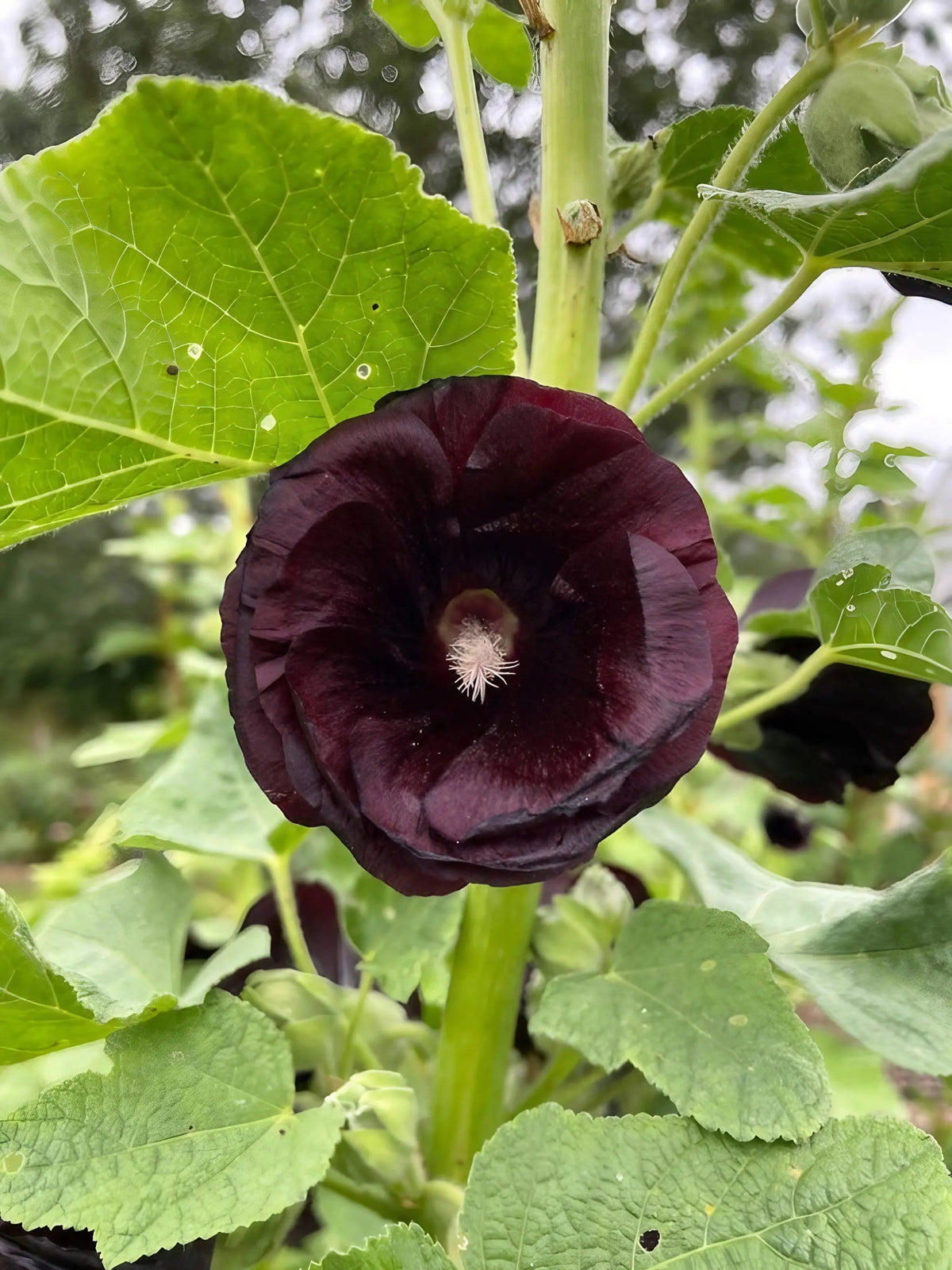 Hollyhock Nigra