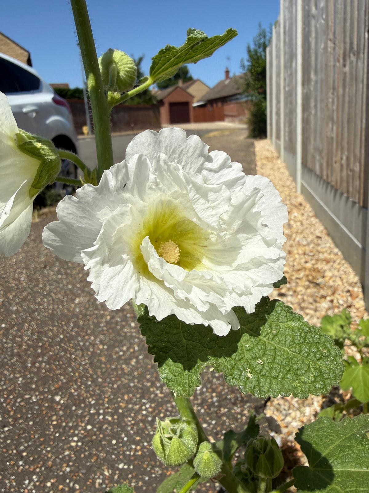 Hollyhock Summer Carnival