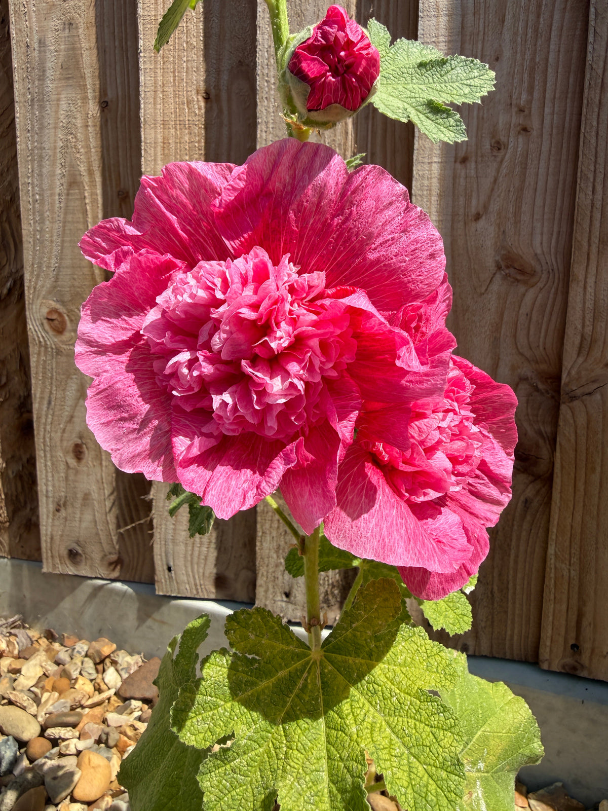 Hollyhock Summer Carnival