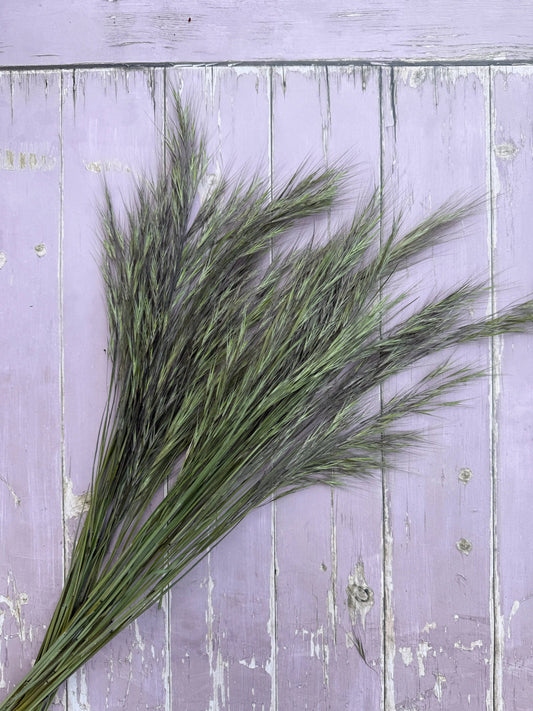 Hordeum (Barley) Grass Dried