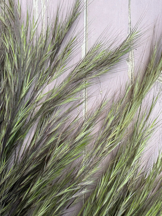 Hordeum (Barley) Grass Dried