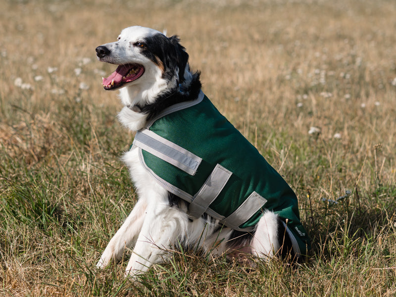 Classic Waterproof Dog Coat 150g - Hunter Green