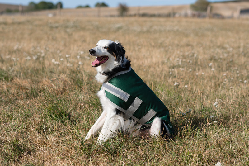Classic Waterproof Dog Coat 150g - Hunter Green