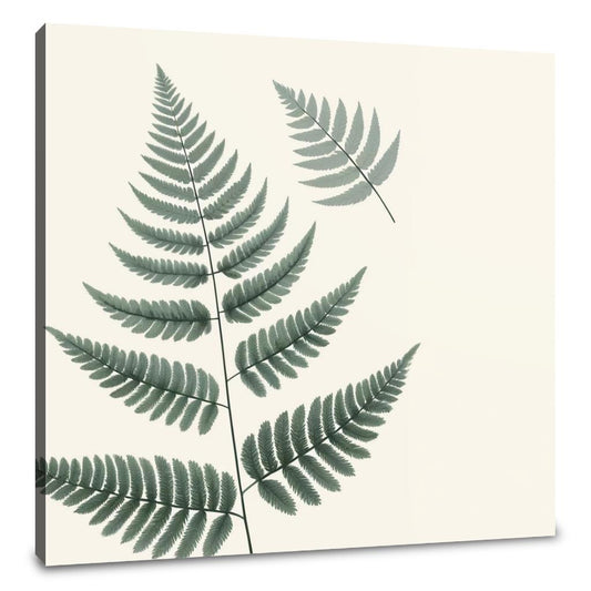 Elegant Fern Canvas