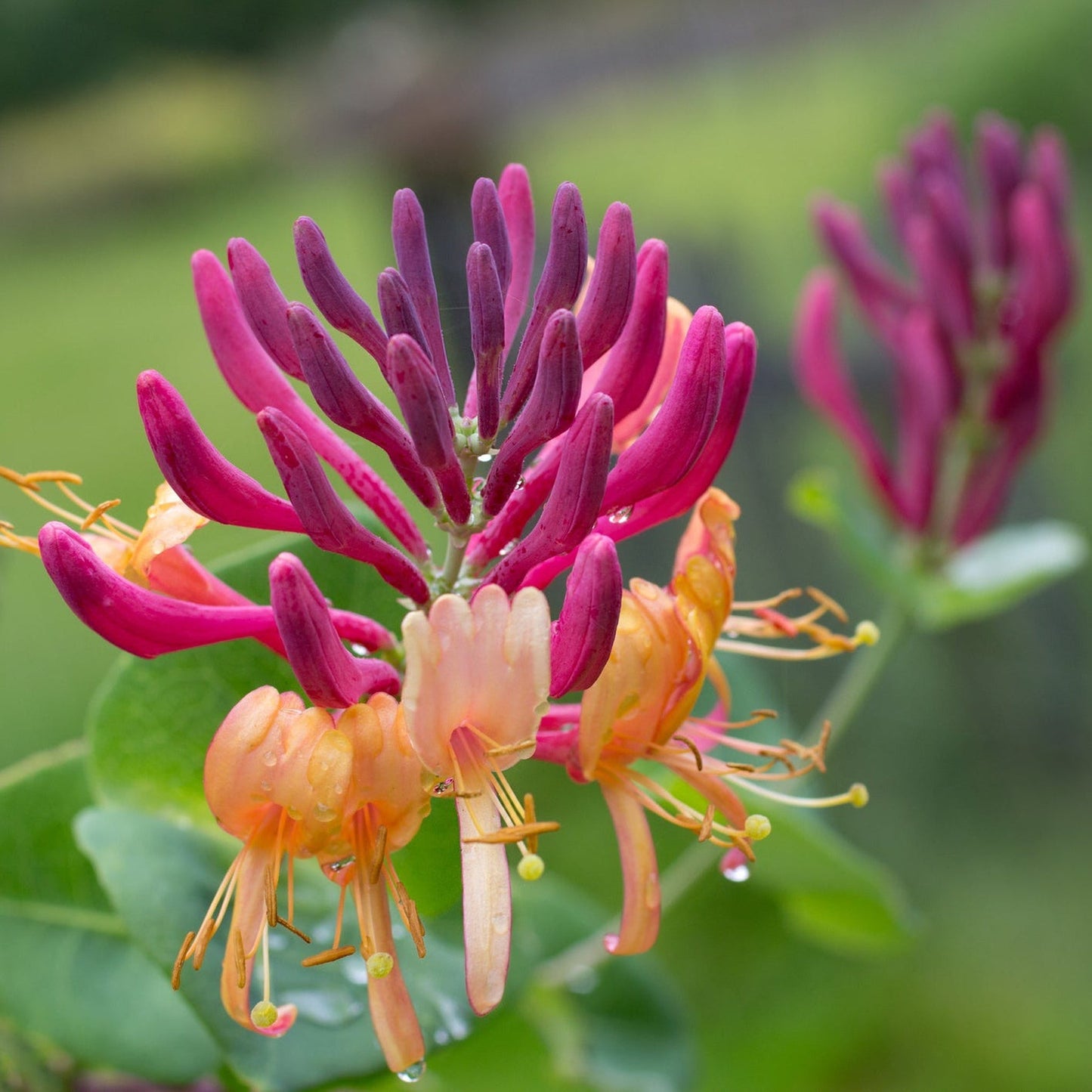 Honeysuckle 'American Beauty' Lonicera japonica 70cm