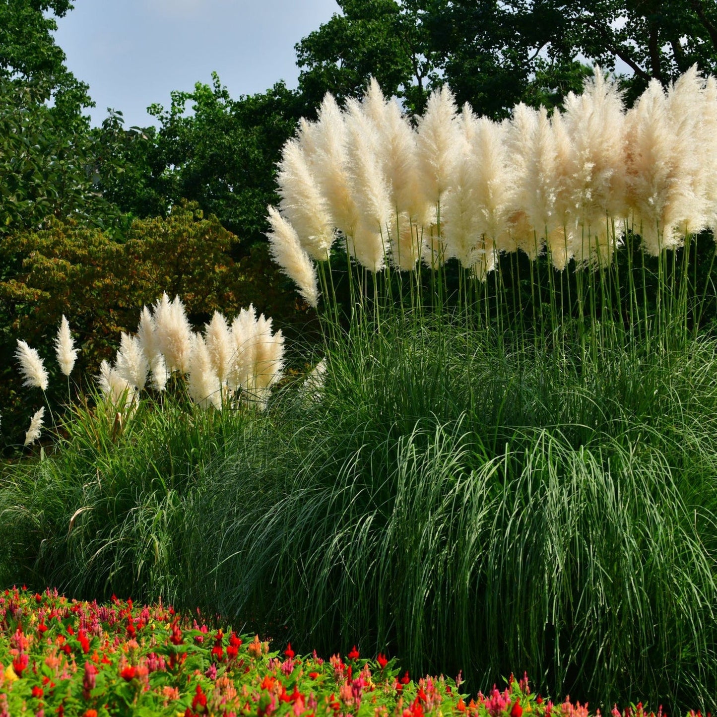 Pampas Grass - Cortaderia selloana White Plume - 40-60cm