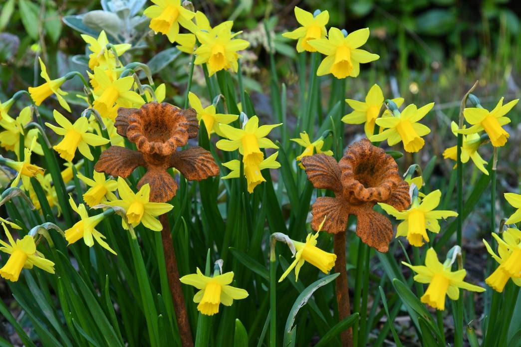 Rusty Metal Daffodil Flower